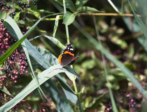 A close upp of a red admiral butterfly sitting on a reed 
