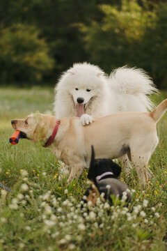 Three dogs playing together on a green grass field in a park