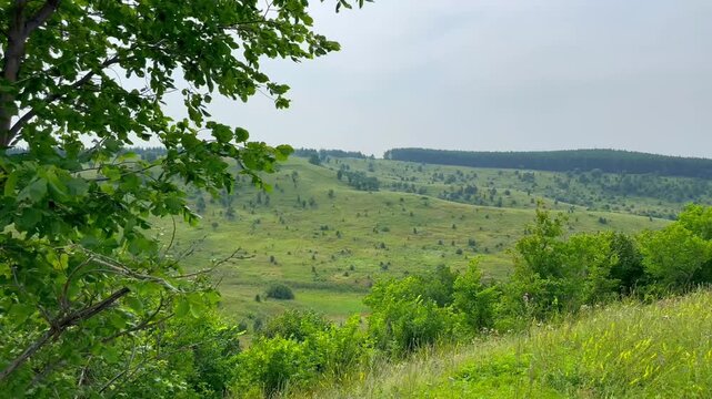 Lush green hills roll beneath a soft, overcast sky. Trees frame the view with fresh, leafy branches. Grassy slopes extend toward distant, tree-lined horizons