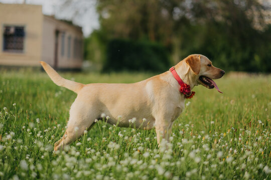 Yellow labrador retriever dog standing in profile on a green field with wild flowers