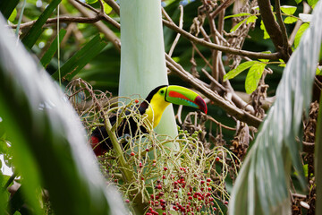 Keel-billed toucan perching on a tree in costa rica © Jordan
