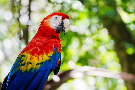 Scarlet macaw (Ara macao) sitting in rainforest tree