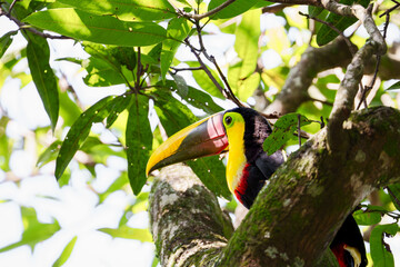 Keel-billed toucan (Ramphastos ambiguus) perching on tree branch in costa rica jungle © Jordan