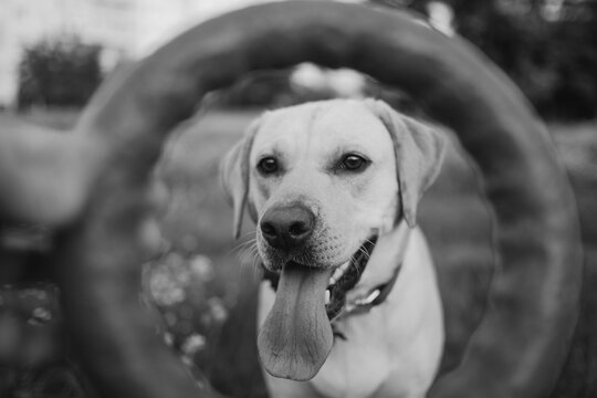 A Labrador retriever examines a toy ring held by its owner in a park. Black and white photo.