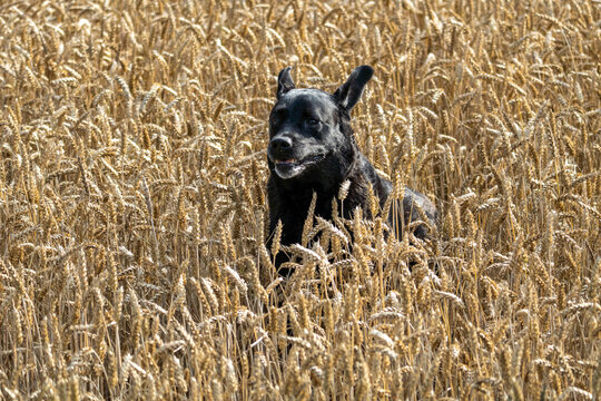 Black Labrador stands alert among ripe wheat in a summer field