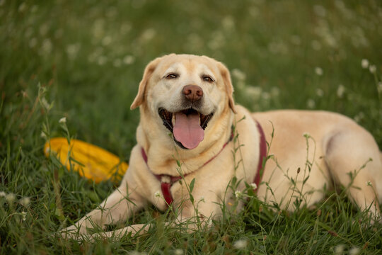 Happy yellow labrador retriever dog lying down on green grass next to frisbee
