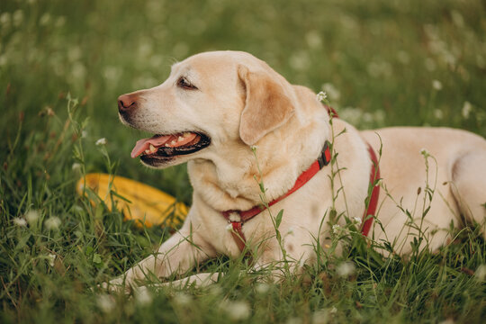 Happy yellow labrador retriever dog lying down on green grass next to frisbee