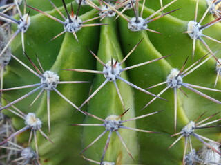 beautiful close up of green cactus flower © Istvan Sipos