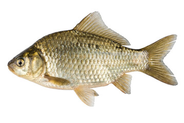 Detailed Profile of a Golden Crucian Carp Fish © Laura