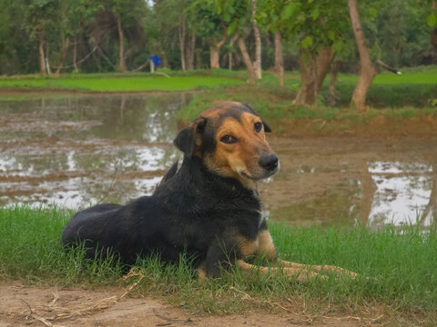 Loyal Dog Resting in Scenic Landscape