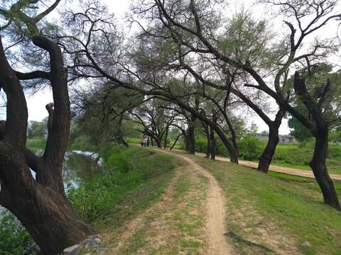 Scenic Pathway Through Lush Trees by Water
