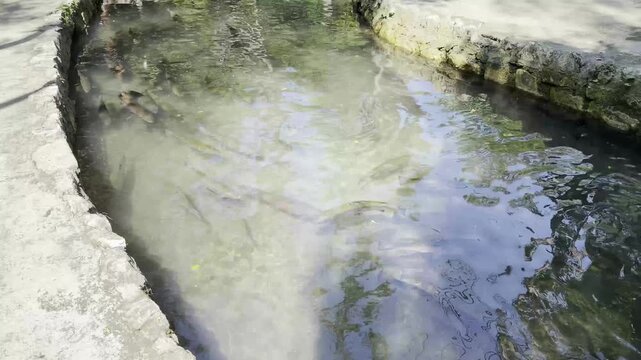 Large spotted trout swim in clear shallow water. The sun's glare is reflected on the surface, emphasizing the characteristic pattern of scales and the calm natural atmosphere of the reservoir.