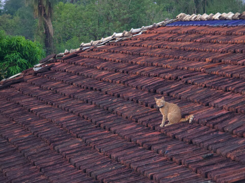 Relaxed Cat on Red Tile Roof - Serene Moment