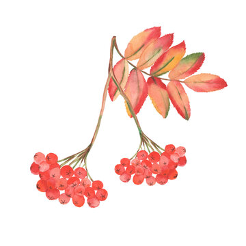 Watercolor rowan branch with red berries and autumn leaves isolated