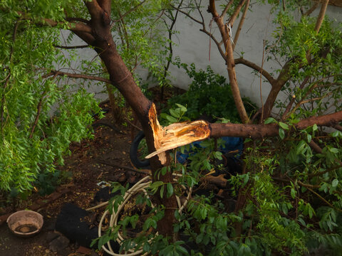 Broken Tree Branch - Resilience & Natural Damage