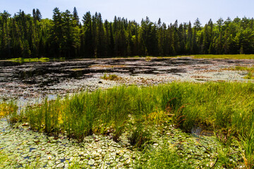 The picturesque, overgrown Beaver Pond. The Beaver Pond Trail. Algonquin Provincial Park, Ontario, Canada. © krysek