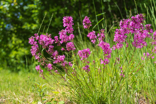 Sticky Catchfly (Silene viscaria)