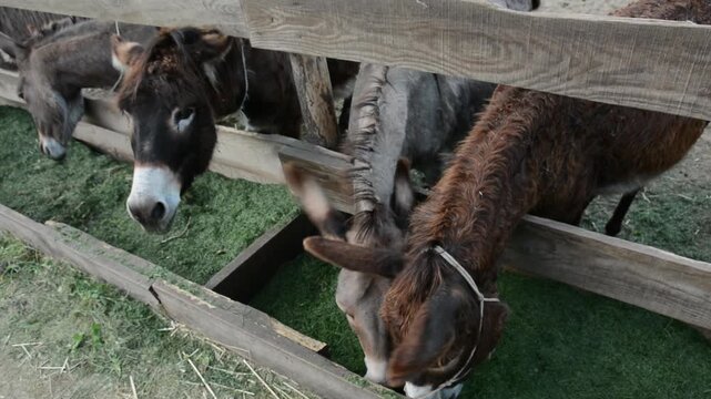 A few donkeys eagerly eat chopped green grass from a wooden feeder on a farm - top view, close-up. Video for use in projects about agriculture, animal husbandry, nature, and ecotourism.