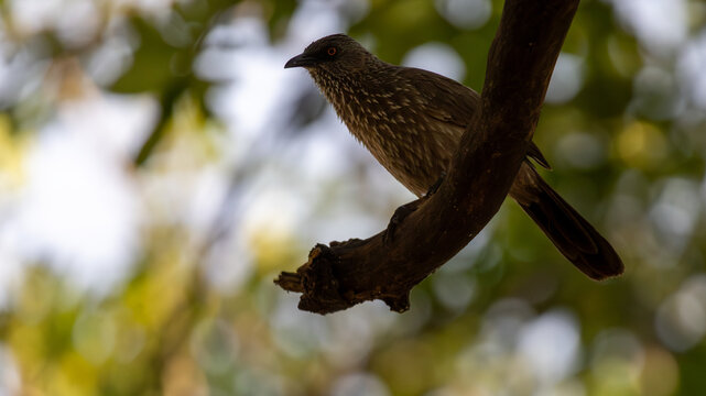 Arrow-marked babbler (Turdoides jardineii) 