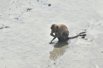 long tail macaque monkey digging mud on mangrove forest for catching crab or shellfish  © pedphoto36pm
