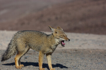 Fototapeta premium Fox in Patagonia