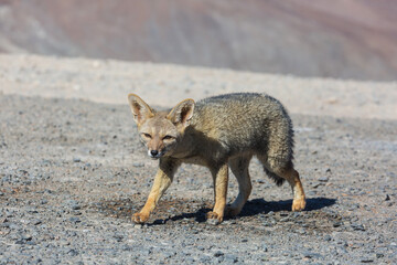 Fototapeta premium Fox in Patagonia