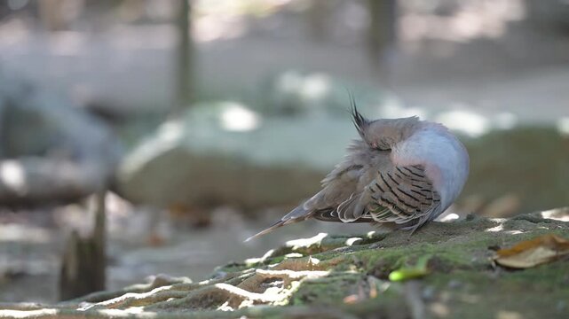 4K video of a gray pigeon resting in the shade of a tree