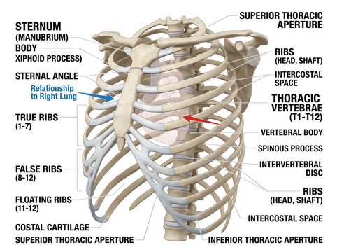 Anatomical diagram of human thoracic cavity with labeled ribs and sternum isolated on white background