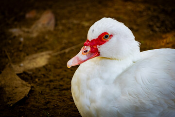 Close Up Portrait of Muscovy Duck with Distinctive Red Facial Caruncles, Detailed Waterfowl Wildlife Photography Featuring Unique Plumage and Natural Outdoor Background © Design