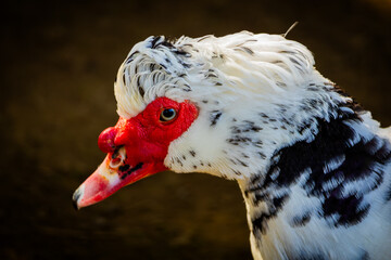 Close Up Portrait of Muscovy Duck with Distinctive Red Facial Caruncles, Detailed Waterfowl Wildlife Photography Featuring Unique Plumage and Natural Outdoor Background © Design