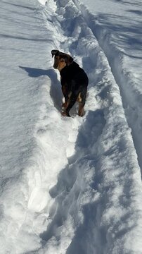 A little dog runs comically through the snow, vertical video.