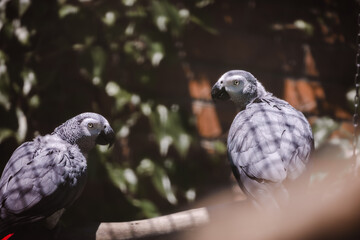 Pair of African Grey Parrots Perched on Branch in Natural Light, Intelligent Exotic Birds with Detailed Gray Plumage, Wildlife Portrait of Companion Tropical Parrots © Design