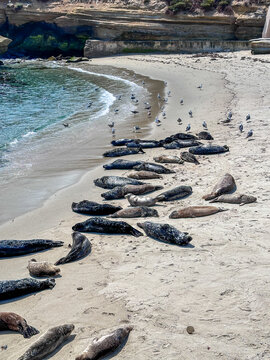 A colony of harbor seals resting on the sand beside gulls at a cove beach in La Jolla, San Diego, California. Children's Pool