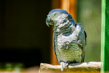 African Grey Parrot Perched on Wooden Branch, Intelligent Exotic Bird with Detailed Gray Plumage, Wildlife Portrait of a Famous Talking Parrot in Natural Light © Kopylov.Design