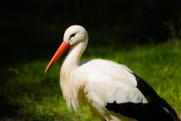 Fototapeta premium White Stork Standing in Green Grass, Detailed Wildlife Portrait with Red Beak, Elegant Plumage and Natural Habitat Background in Bright Daylight Conditions