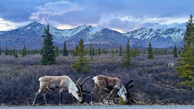 Wild caribou in the mountain wilderness of Denali National Park, Alaska