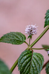 Mentha aquatica pertenece a la familia de Lamiaceae. © CarlosHerreros