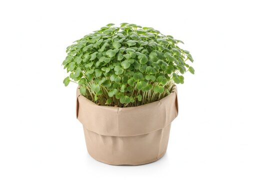 Fresh microgreens growing in a biodegradable paper pot with microgreens