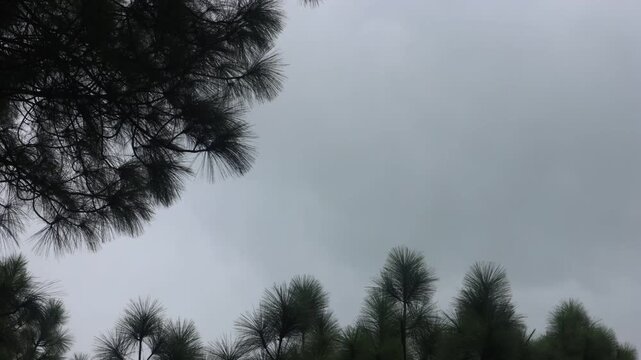 Captured in slow motion, this peaceful moment from Tarebhir, Nepal, reveals the quiet beauty that often goes unnoticed in everyday life. Every gentle movement feels more meaningful, allowing you to ap