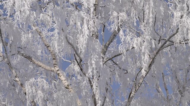 The real image of the Russian winter. Birch trees covered with snow and white frost. A heady frosty sunny day