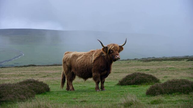 Highland cow standing in a foggy scottish landscape, looking at the camera with its long brown hair and big horns while grazing on the green pastureland of scotland
