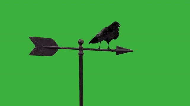 Raven on a metal arrow green screen