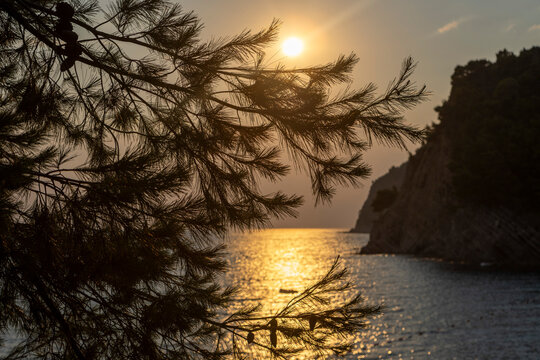 Sunset glow over tranquil coastal bay framed by pine branches, rugged headland, rocky shoreline, and rippled water, creating peaceful seascape with warm reflections and secluded cove