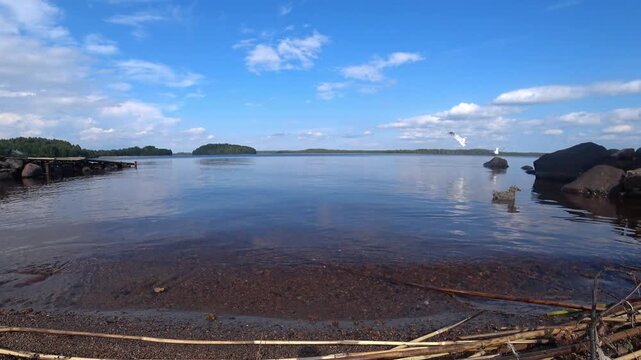 Young gull chick calling and swimming away on calm lake
