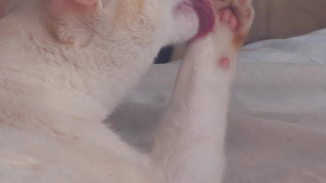 Cream Cat Grooming Its Paw