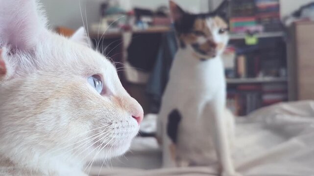 Close-up of Two Domestic Cats Indoors