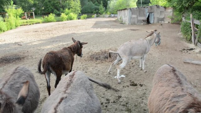 Several domestic donkeys walk around an outdoor farm enclosure while one donkey stops and urinates. 