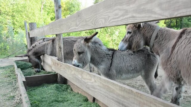 A large group of domestic donkeys gathers around a feeding trough, eating fresh grass in a peaceful farm setting. 