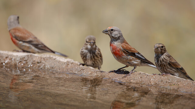 common linnet bird drinking water at the water's edge