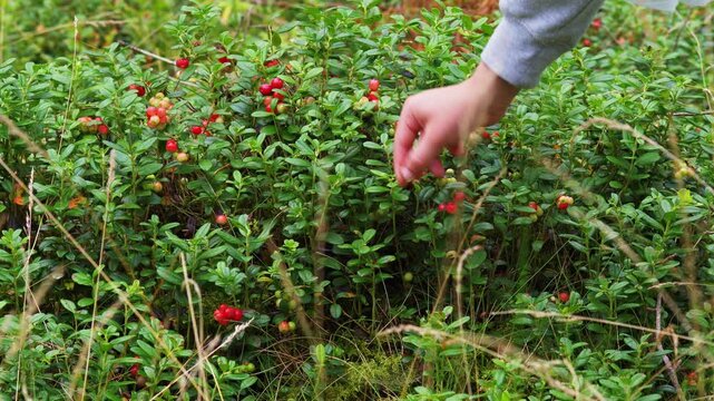 Hand Picking Ripe Wild Lingonberries from a Lush Green Bush in the Forest